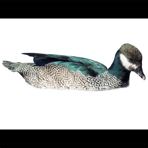 green pygmy goose nettapus pulchellus identification birda