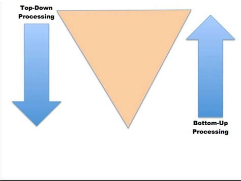 Bottom Up Vs Top Down Processing