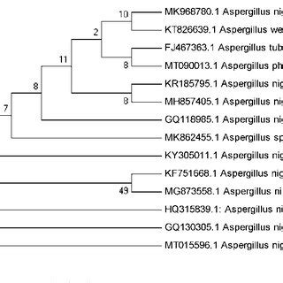 Maximum Likelihood Tree Showing Closely Related Species Based On The