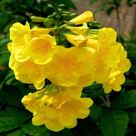 amazoncom chuxay garden tecoma stans yellow trumpetbushyellow bells