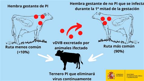 Diarrea Viral Bovina