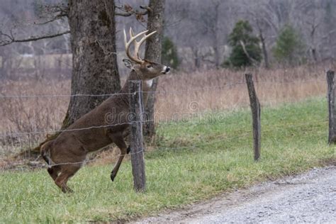 White Tailed Deer Buck Jumps A Fence In Cades Cove Stock Image Image