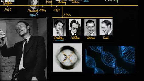 La découverte de la structure en double hélice de l ADN YouTube