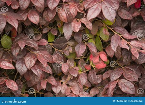 O Vermelho Do Outono Deixa A Textura Textura Imagem De Stock Imagem