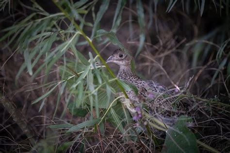 Raising Pheasant Chicks