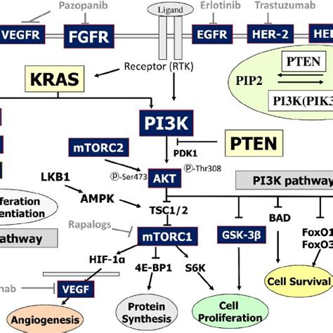 Rtk Receptor Tyrosine Kinasesraspi3kaktmtor Signaling Pathway Download Scientific