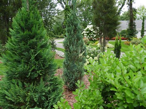 Pinpoint® Blue False Cypress Chamaecyparis Lawsoniana Proven Winners