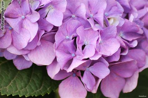 Purple Flowers Backgrounds Wallpaper Cave
