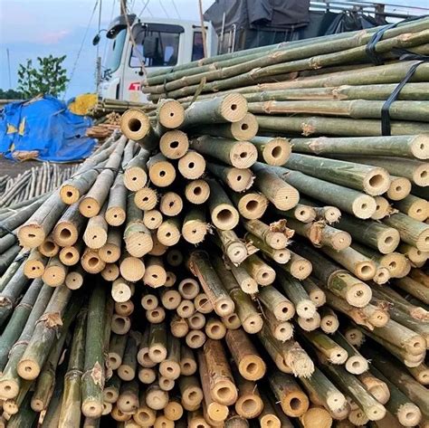 Wholesale Vietnam Bamboo Poles 100 Natural Bamboo Pole Cane Stick