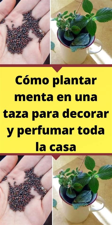 C Mo Plantar Menta En Una Taza Para Decorar Y Perfumar Toda La Casa