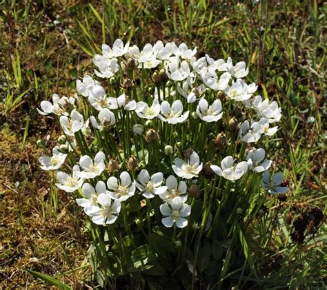 Large Flowering Plant Of Parnassia Palustris Var Condensata Birkdale