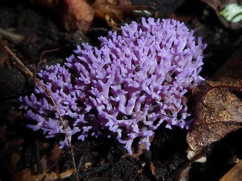 Fungi Clavaria Zollingeri Epitree Flickr