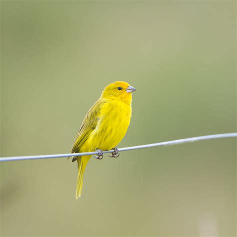 X Resolution Focus Photo Of Yellow Bird Perching In Wire