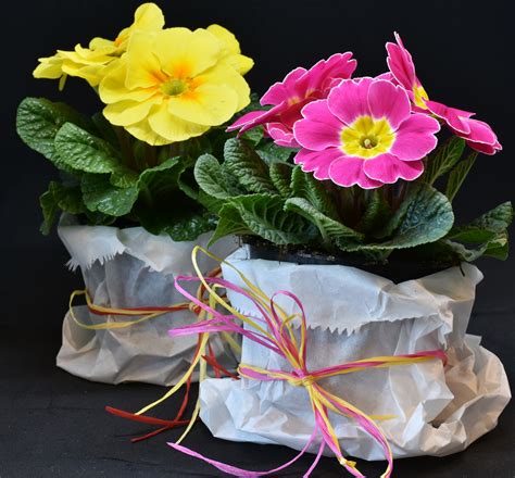 The Primula - GREENDUCK