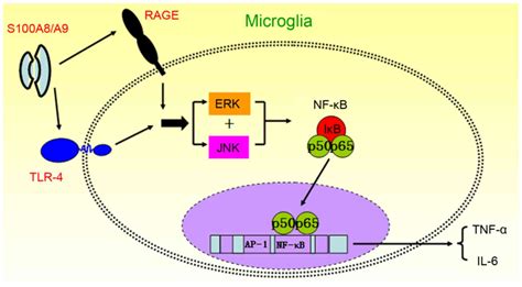 Proinflammatory Effects Of S A A Via Tlr And Rage Signaling