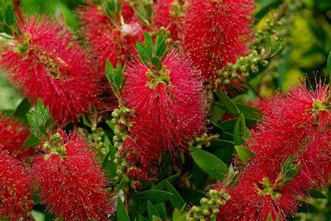 Jenis Pokok Bunga Tahan Panas File Cordyline Baueri Conservatoire