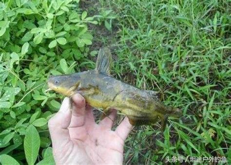 夏季釣黃顙魚把握這五個技巧能讓你夜釣爆護 每日頭條