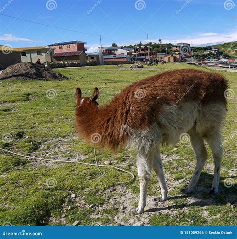 Llamas In A Field Of Salar De Uyuni In Bolivia Stock Photo Image Of