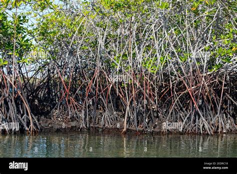 Estuarine Ecosystem Hi Res Stock Photography And Images Alamy