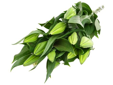 hoa lily da lat tai bach hoa xanh