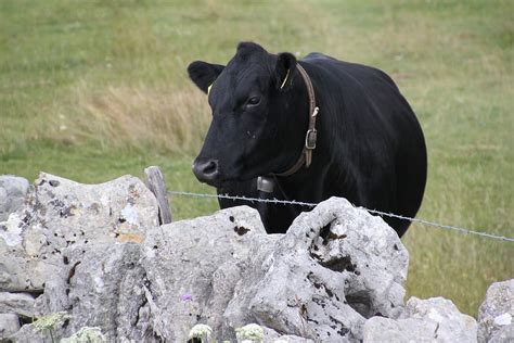 Hd Wallpaper Alpine Cow Switzerland Summer Cows Pasture Sky