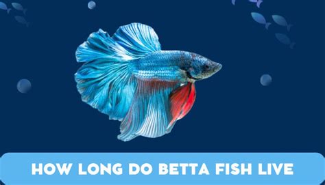 How Long Do Betta Fish Live