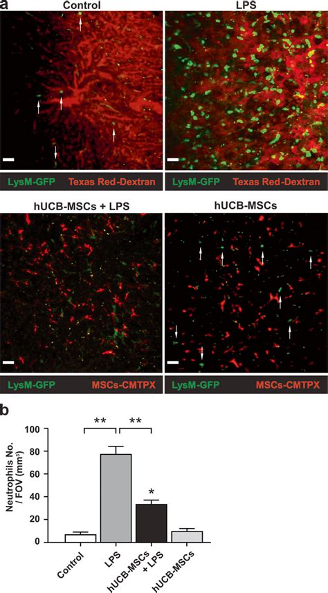 Two Photon Intravital Microscopy Of Neutrophils And Hucb Msc