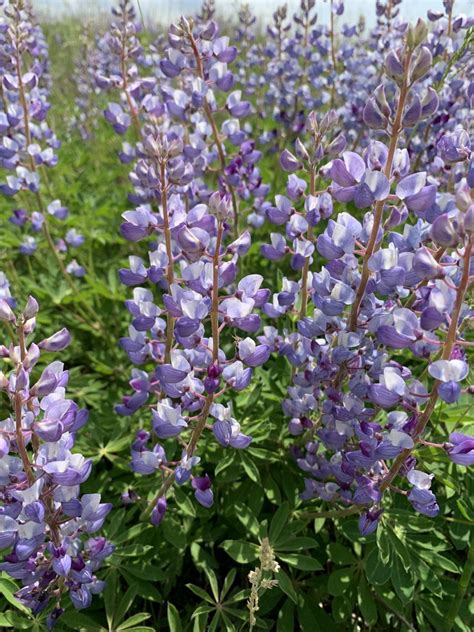 Sundial Lupine From Sherburne National Wildlife Refuge Big Lake Mn