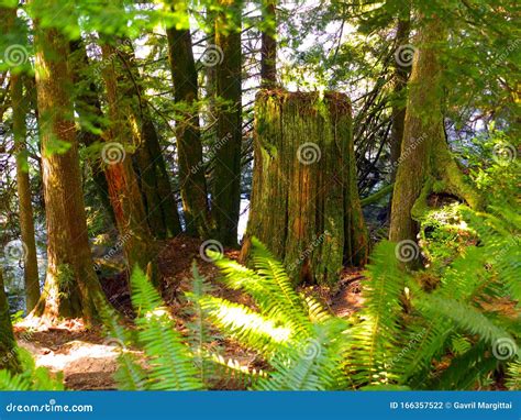 Large Pine Tree Stump In The Forest Surrounded By Ferns Stock Photo