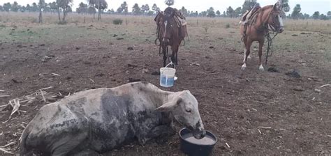 Pierden 200 cabezas de ganado vacuno por la sequía en Ñeembucú