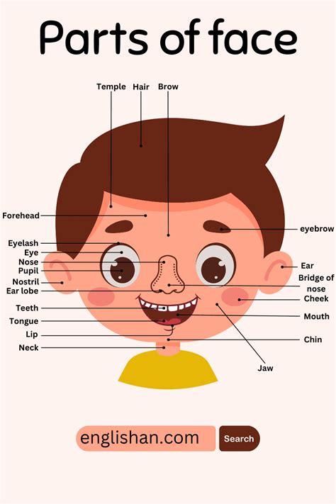parts  face  names  labeled diagram englishan