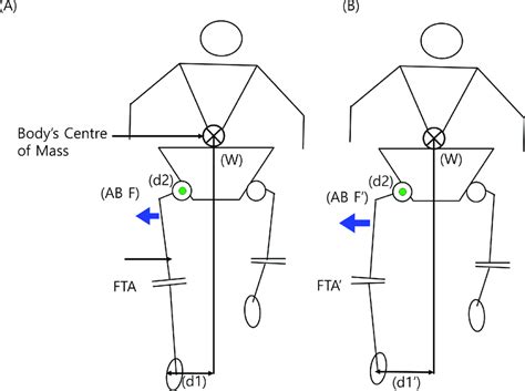 These Figures Show The Schematic Diagram Of A Single Limb Support Phase