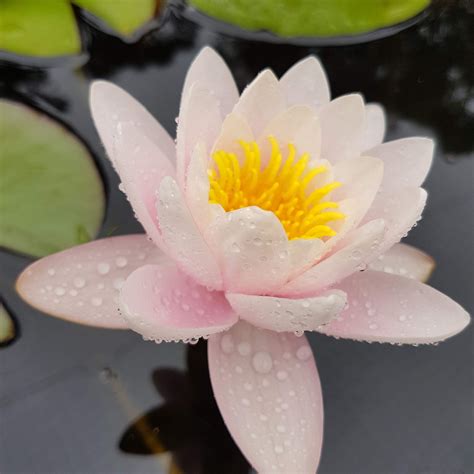 How To Grow And Care For Your Water Lilies In Perth The Lily Farm