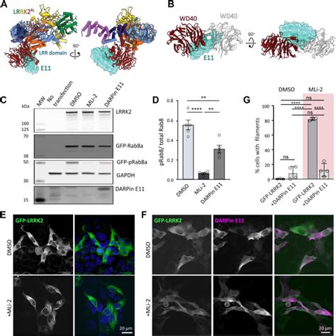 A Designed Ankyrin Repeat Protein That Targets Parkinsons Disease