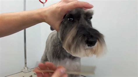 How To Groom A Miniature Schnauzers Head 539 Schnauzer Grooming