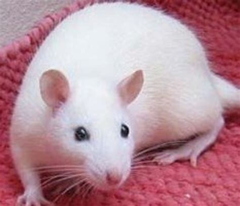 Now Thats A Rat Of A Different Color Fancy Rat Varieties Pethelpful