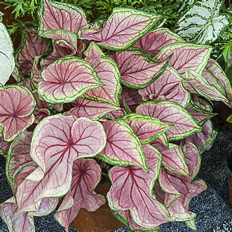 Caladium Florida Sweetheart Shade Perennial K Van Bourgondien