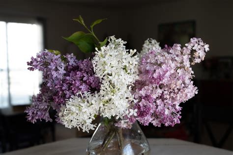 New Age Lavender Syringa Star Roses And Plants