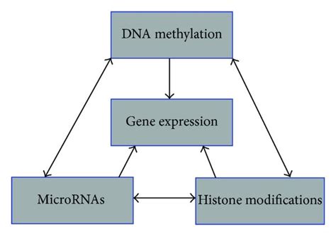 Crosstalk Between Genomic Methylation Histone Modifications And The