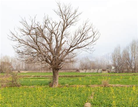 Pakistani Mulberry Tree Without Leaves In Cloudy Sky Background Stock