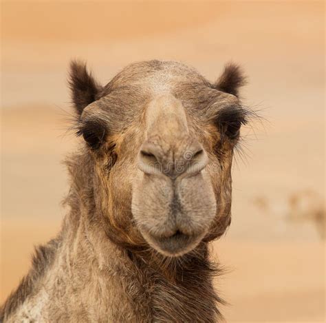 Middle Eastern Camels In A Desert Stock Photo Image Of Rural East