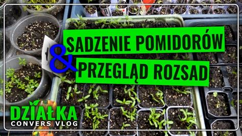 Robię przegląd rozsad warzyw i pokazuje jak przesadzić rozsady