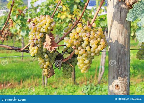 Grapevine In Autumn Stock Image Image Of Farm Farmer 110368661