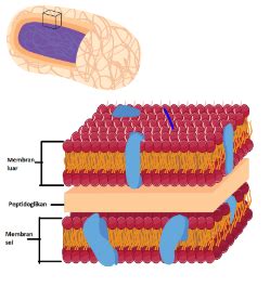 Perhatikan struktur dinding sel pada bakteri di ba...