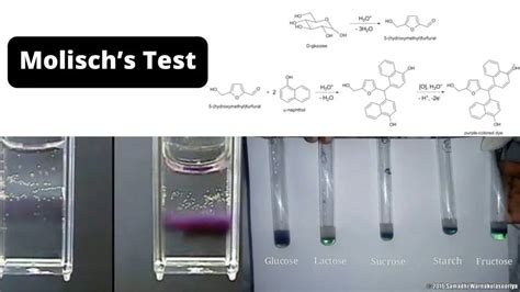 Molischs Test Objective Principle Procedure Result Biology Notes