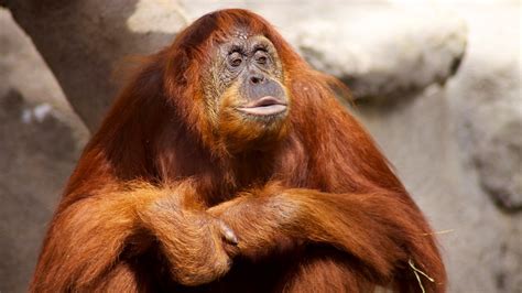 Monkey Jungle In Miami Florida Expedia