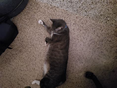 Only thing keeping me around. : r/Eyebleach