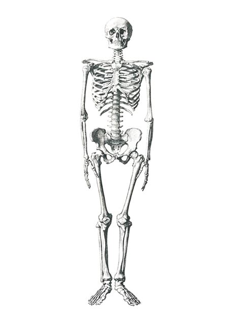 Free Illustration Skeleton Medical Bone Anatomical Free Image On