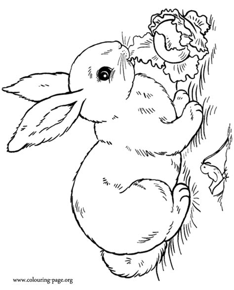 Rabbits and Bunnies - A rabbit eating salad coloring page