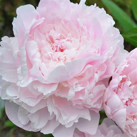 Mandaleen American Peony Society